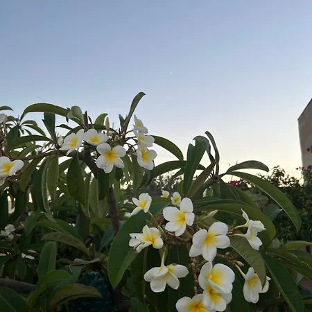 Carol's - Un Passo Dal Mare Apartment